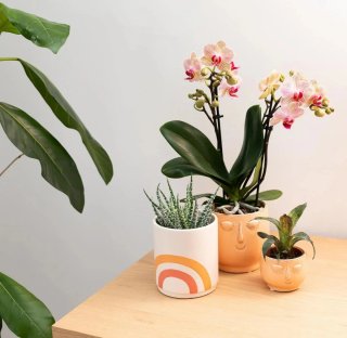 Vaso Viso Ceramica x Pianta Grassa/Orchidea