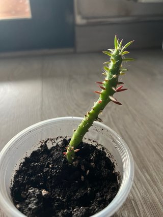 Lote cactus y suculenta