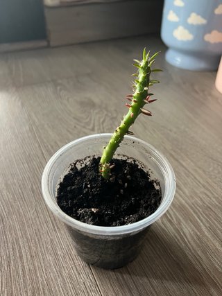 Lote cactus y suculenta