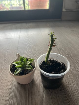 Lote cactus y suculenta