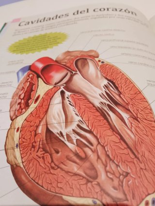 Gran libro del cuerpo humano