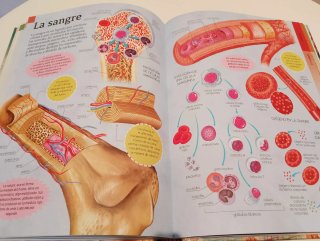 Gran libro del cuerpo humano
