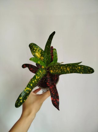 Planta Croton Rizado Tricolor Variegado