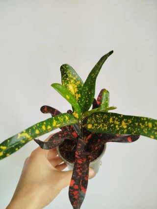 Planta Croton Rizado Tricolor Variegado