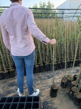Olivos Picual y Hojiblanco
