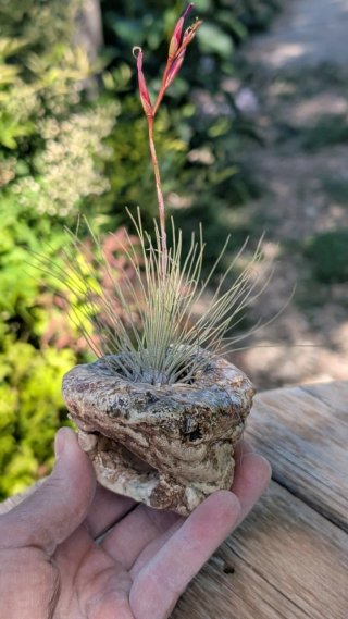 Soporte Cerámico + Planta de Aire