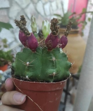 Semi di Cactus in Fiore (gymnocalycium)