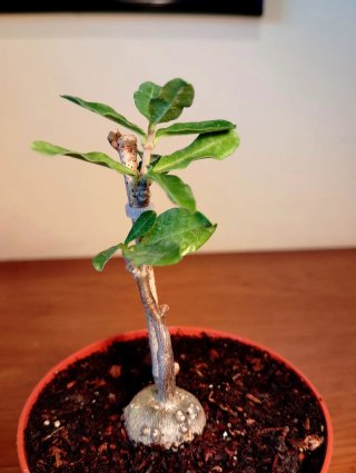 Planta.Caudex.Fockea Edulis.