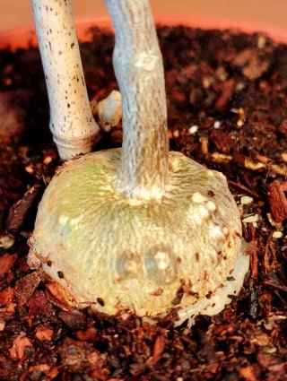 Planta.Caudex.Fockea Edulis.