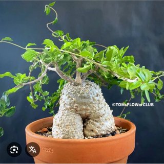 Planta.Caudex.Fockea Edulis.
