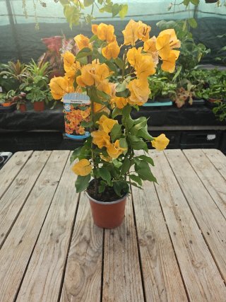 Bougainvillea Amarela