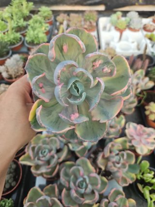Promoção! Echeveria Beyoncé