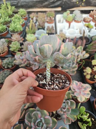 Promoção! Echeveria Beyoncé