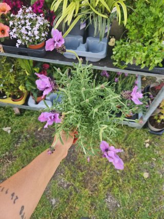 Lavandula