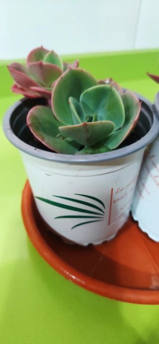 Lote 2 plantas suculentas