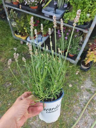 Lavandula Edelweiss