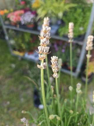 Lavandula Edelweiss