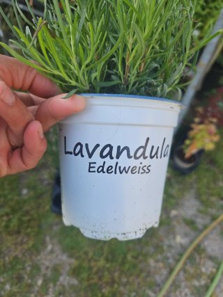 Lavandula Edelweiss