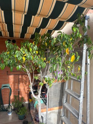 Ficus Benjamina en maceta grande