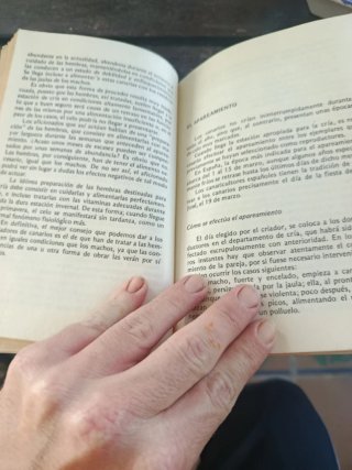 Canarios