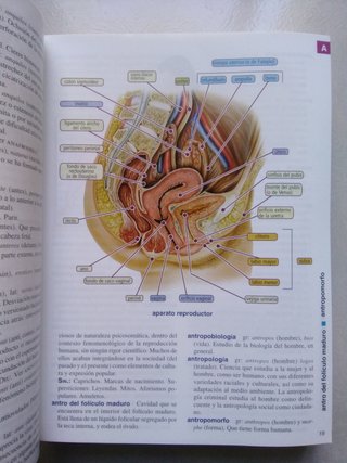 Diccionario de obstetricia y ginecología