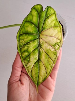 Alocasia Dragon Scale Albo - Cormo