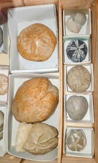 Caja de 17 Fósiles Echinoids de Lujo