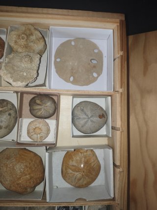 Caja de 17 Fósiles Echinoids de Lujo