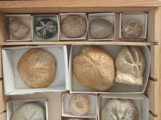 Caja de 17 Fósiles Echinoids de Lujo