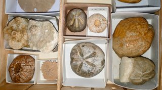 Caja de 17 Fósiles Echinoids de Lujo