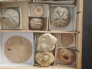 Caja de 17 Fósiles Echinoids de Lujo