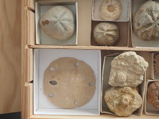 Caja de 17 Fósiles Echinoids de Lujo