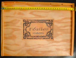 Caja de 17 Fósiles Echinoids de Lujo