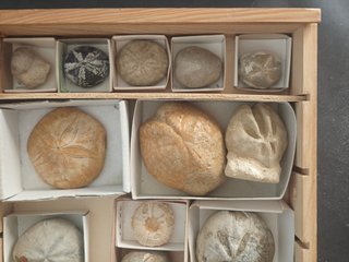 Caja de 17 Fósiles Echinoids de Lujo