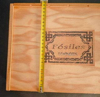 Caja de 17 Fósiles Echinoids de Lujo