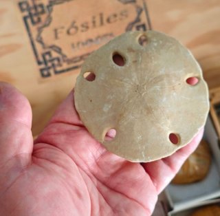 Caja de 17 Fósiles Echinoids de Lujo