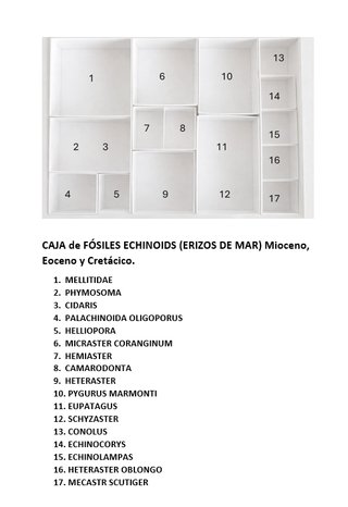 Caja de 17 Fósiles Echinoids de Lujo