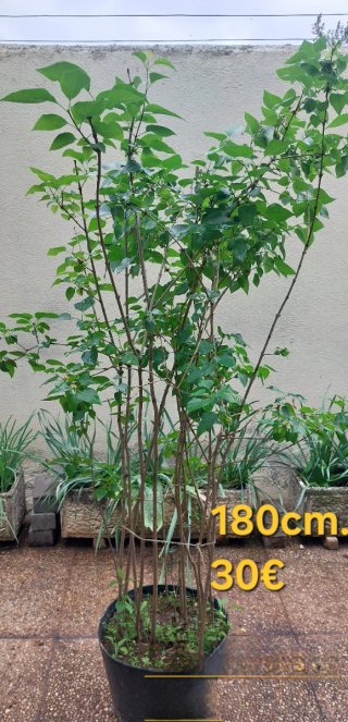 Planta Lilo en Maceta
