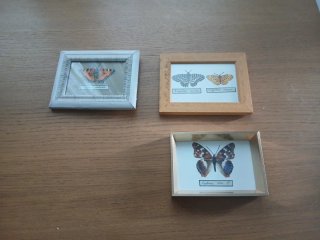 Marco Dorado Mariposa Decorativa