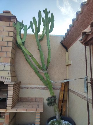 Euphorbia cactus grande