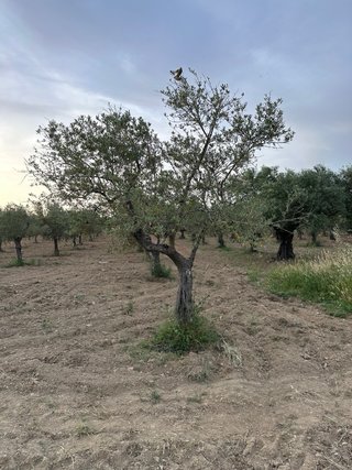 Árboles de Olivo Manzanilla Cacereña