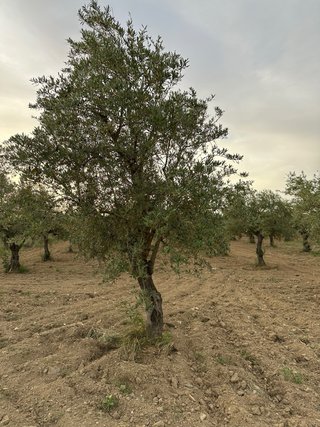 Árboles de Olivo Manzanilla Cacereña