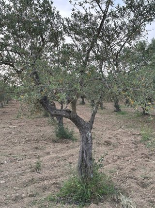 Árboles de Olivo Manzanilla Cacereña