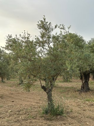 Árboles de Olivo Manzanilla Cacereña