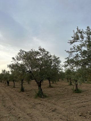 Árboles de Olivo Manzanilla Cacereña