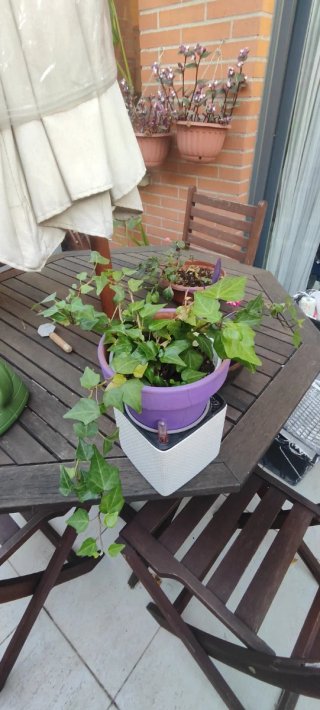 Yedra de hoja pequeña