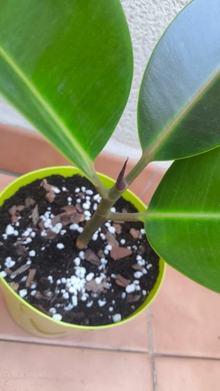 Ficus Elastica planta de interior