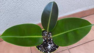 Ficus Elastica planta de interior