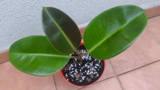 Ficus Elastica planta de interior