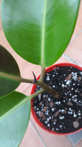 Ficus Elastica planta de interior